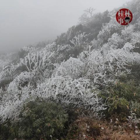 桂林市什么时候下雪了呀