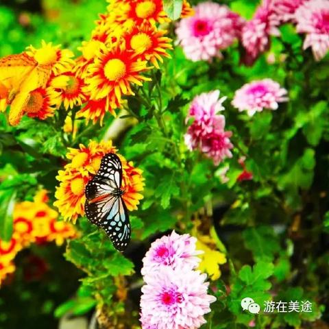 临沂市蝴蝶谷位置在哪里