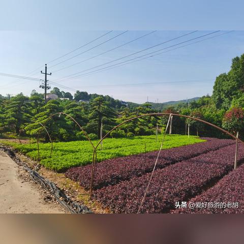 长沙花卉展相关长尾关键词有哪些