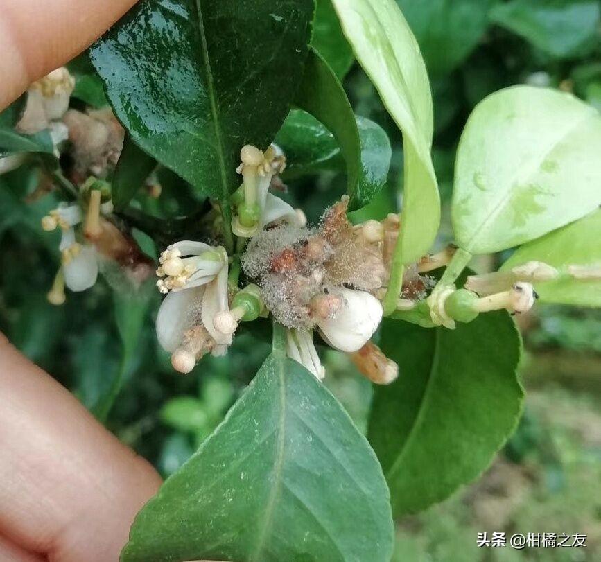 柑橘病蟲害防治手藝薊馬_阿維甲氰治哪些蟲