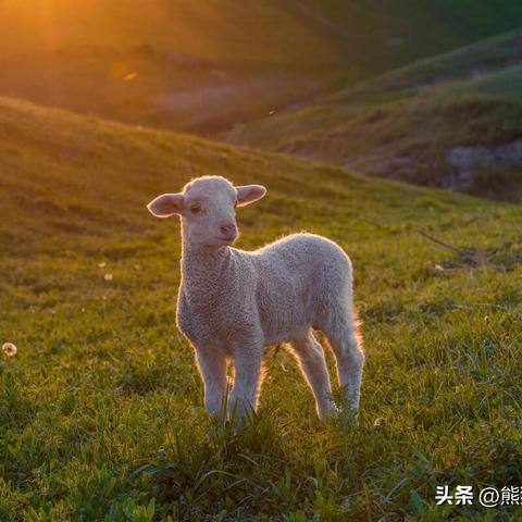 八字命理解读：你的五行属相暗藏哪些人生玄机？