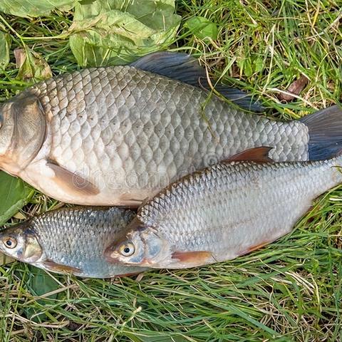 长沙钓鱼死相关长尾关键词有哪些