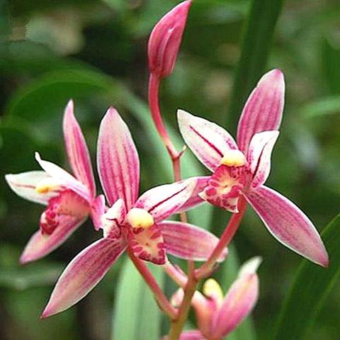 冬天贵州什么水果好吃