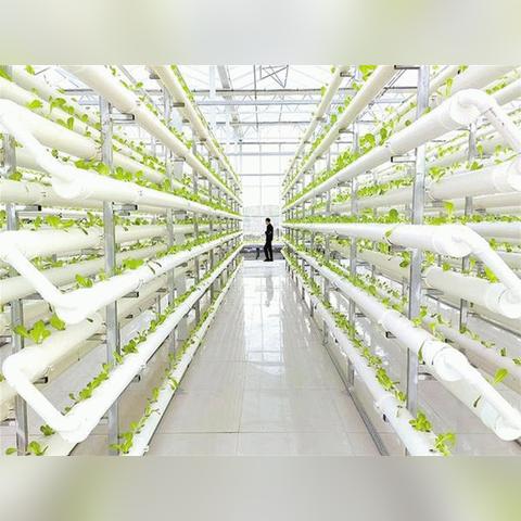 河南种植水果怎么样