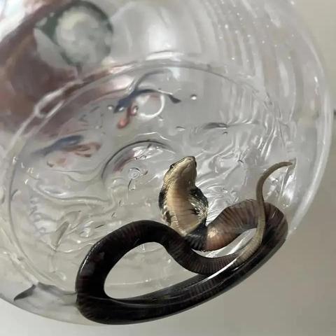 福建金色眼镜蛇的相关长尾关键词有哪些