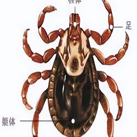 安徽昨日新增无症状感染者19例 视频 & 安徽新增无症状感染者42例
