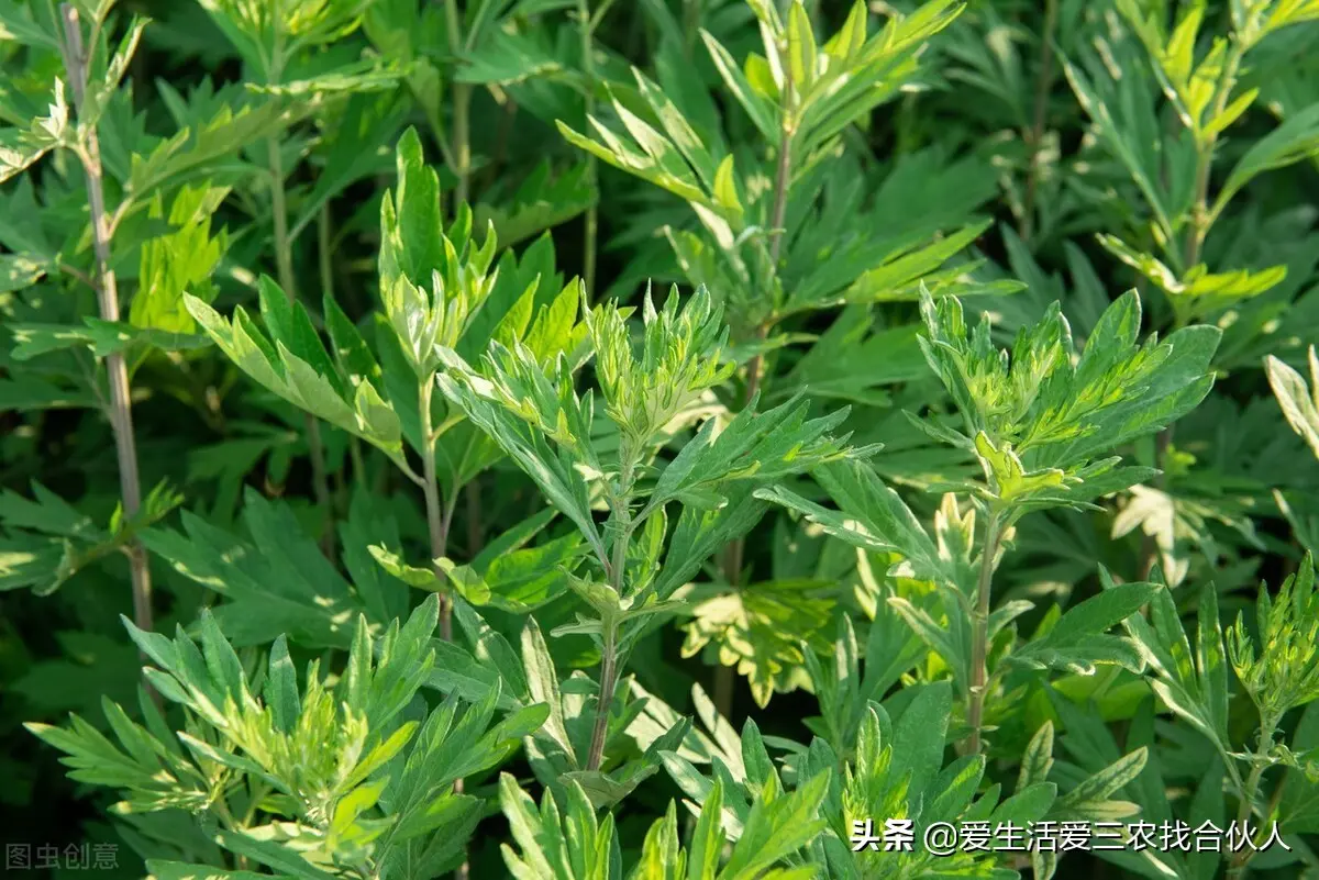 种什么树最赚钱 种什么蔬菜最赚钱