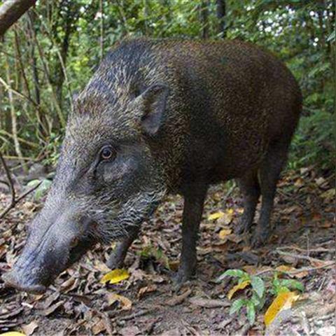 温州市狩猎队电话的长尾关键词有哪些