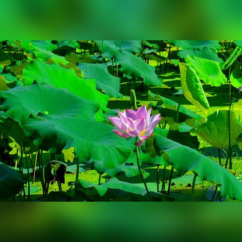 桂林市拍荷花在哪里