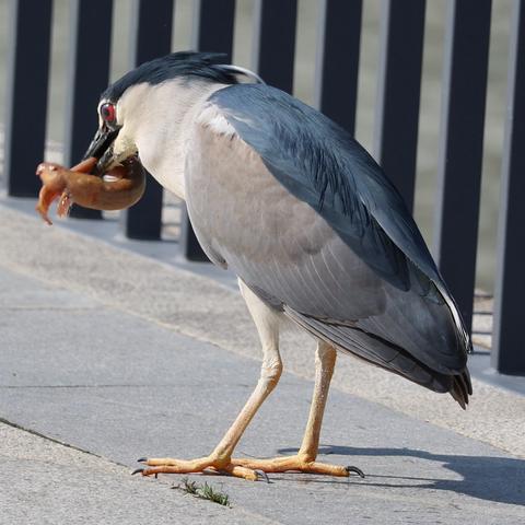 苏州市什么鱼有名