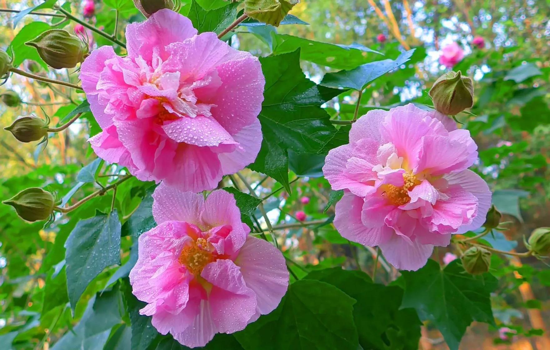 木芙蓉花有几种,芙蓉花被称为花中什么?"