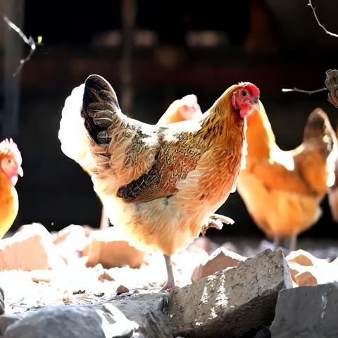 合肥地区基层公务员，科员职，44年工龄、退休能拿多少退休金？