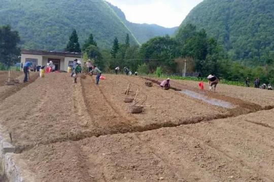 她返乡流转荒地种药材，50万元创业11年后年入千万，为啥能成功