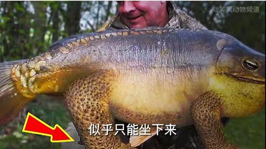 世界上7种最神奇动物，你可能从没见过！骗子鸟那骗术我是真服了