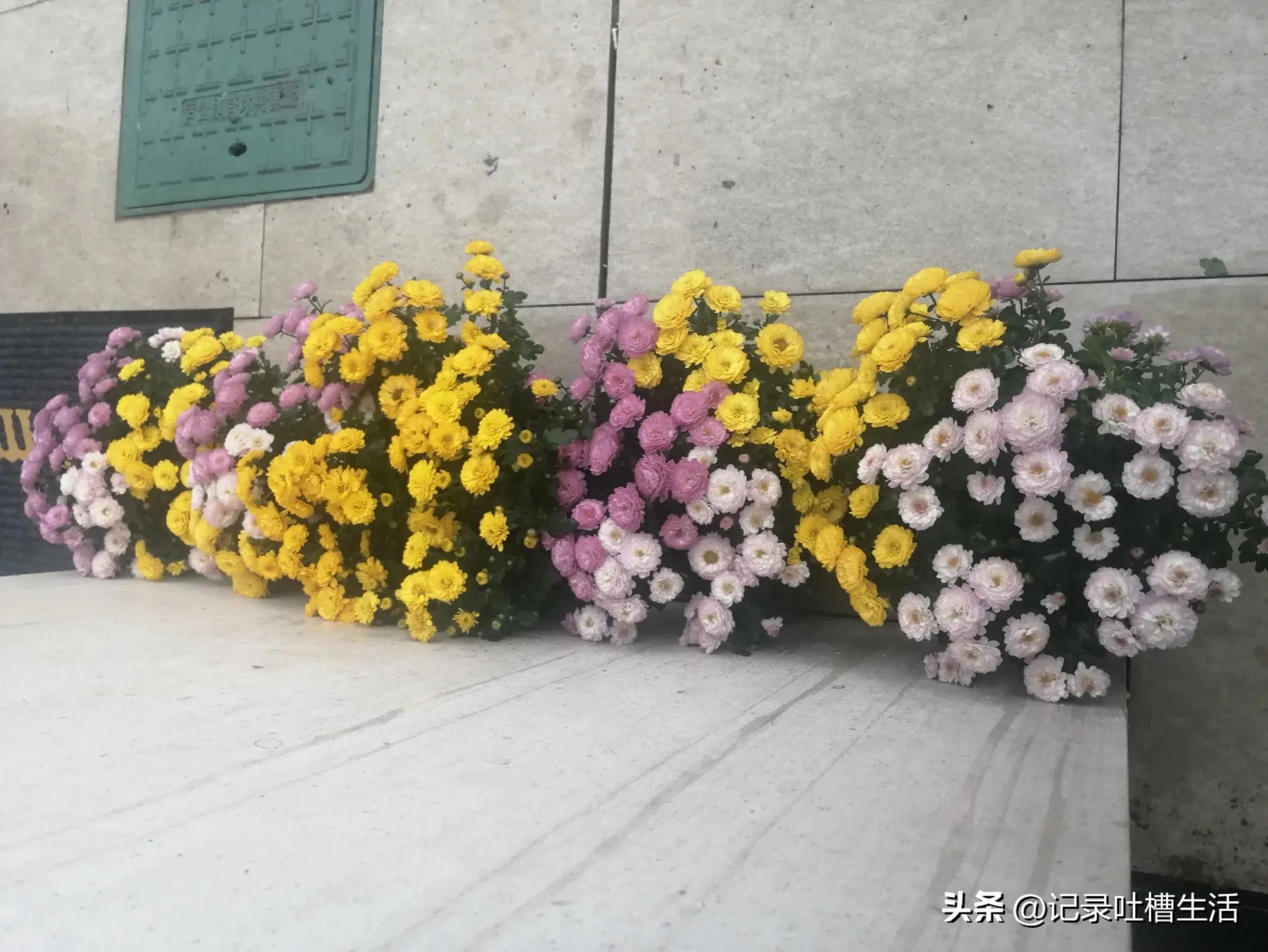 什么美食让我着迷（这个世界是否存在着那个令你憧憬）