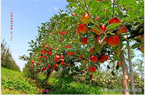 陜西省柑橘種植手藝_橘錄是中國什么時(shí)代的柑橘專著