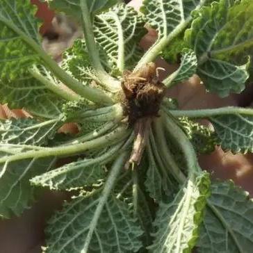 河南方言电视剧大全的相关长尾关键词有哪些