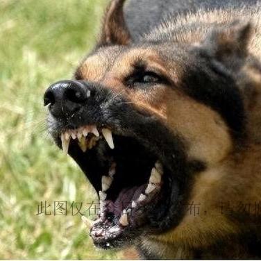 沈阳市养犬管理相关长尾关键词有哪些