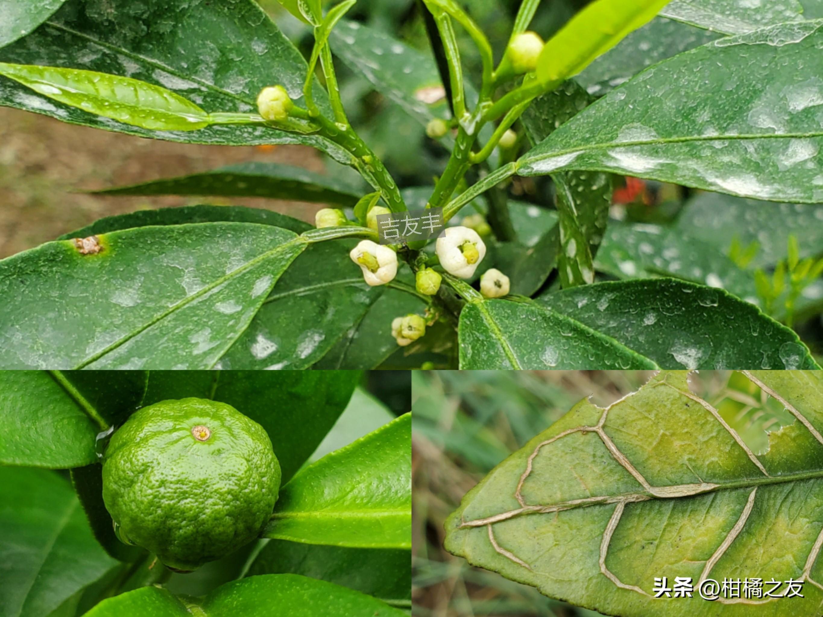 柑橘坐果時(shí)病蟲(chóng)害防治辦法_馬水桔開(kāi)花期施了肥怎么辦