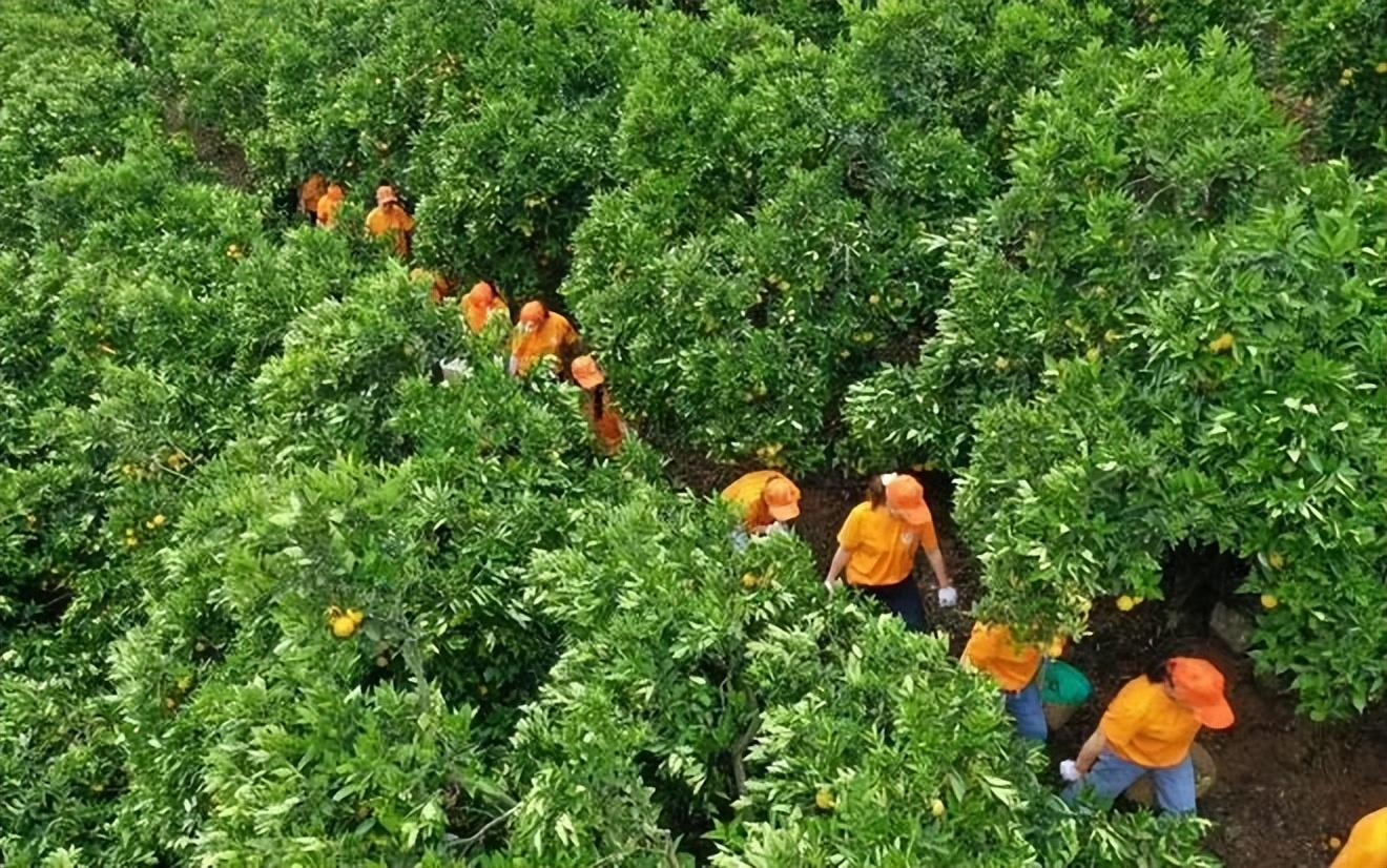 柑橘種植辦理手藝分享交換_四時(shí)無籽青檸檬種植手藝完全版