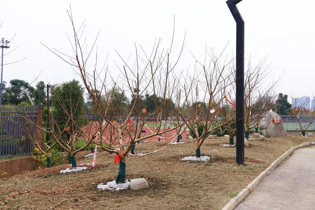 爱媛46号浙江能种吗（阿蜜达柑橘是爱媛46吗）