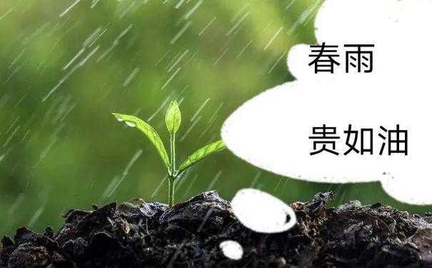 描写春雨的句子超优美,春雨的唯美句子?-语录网