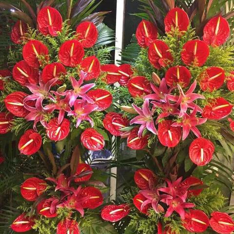 火鹤花怎么养啊？