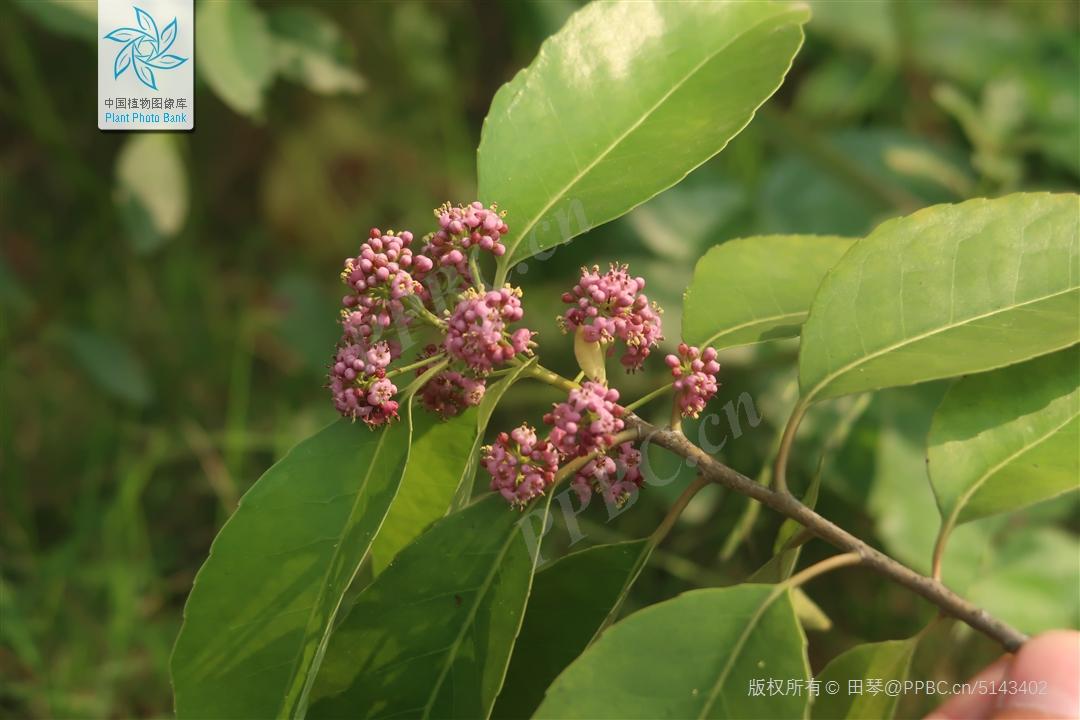 冬青花期,冬青秋天开花吗?