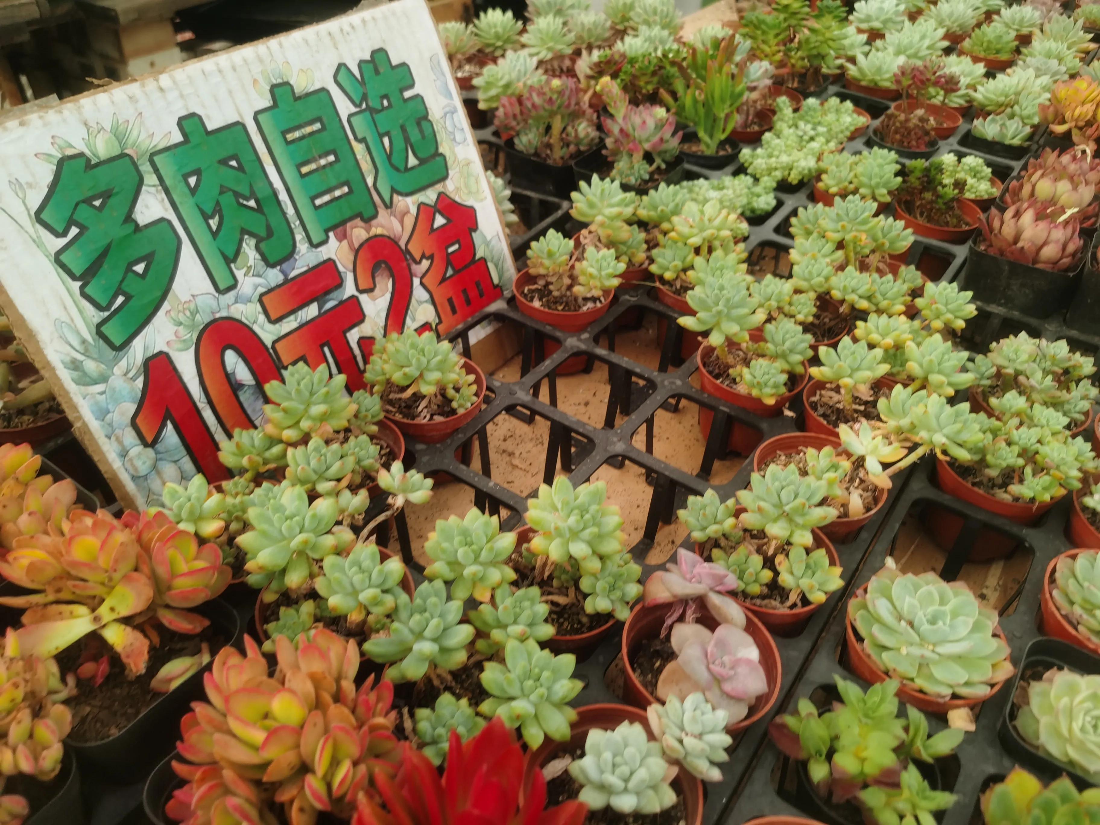 西安花卉盆栽批发市场在哪里,西安最大饮料酒水批发市场再那里?