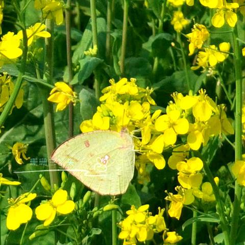 广州有个什么海地名？