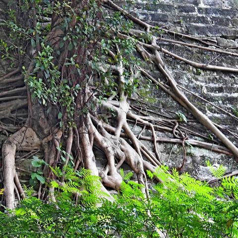 广州市榕树什么年代种