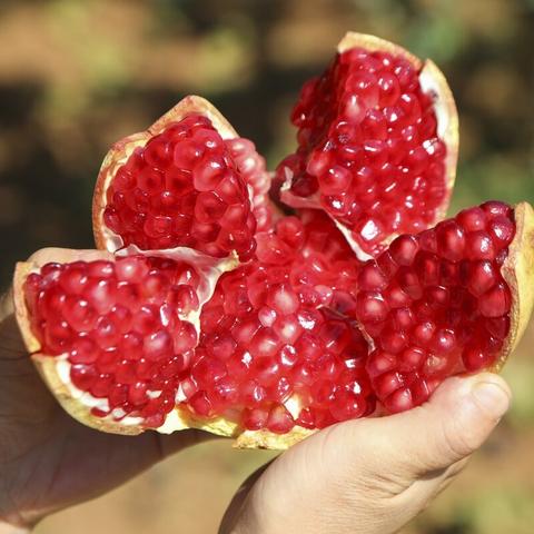 南宁柚子苗的相关长尾关键词有哪些