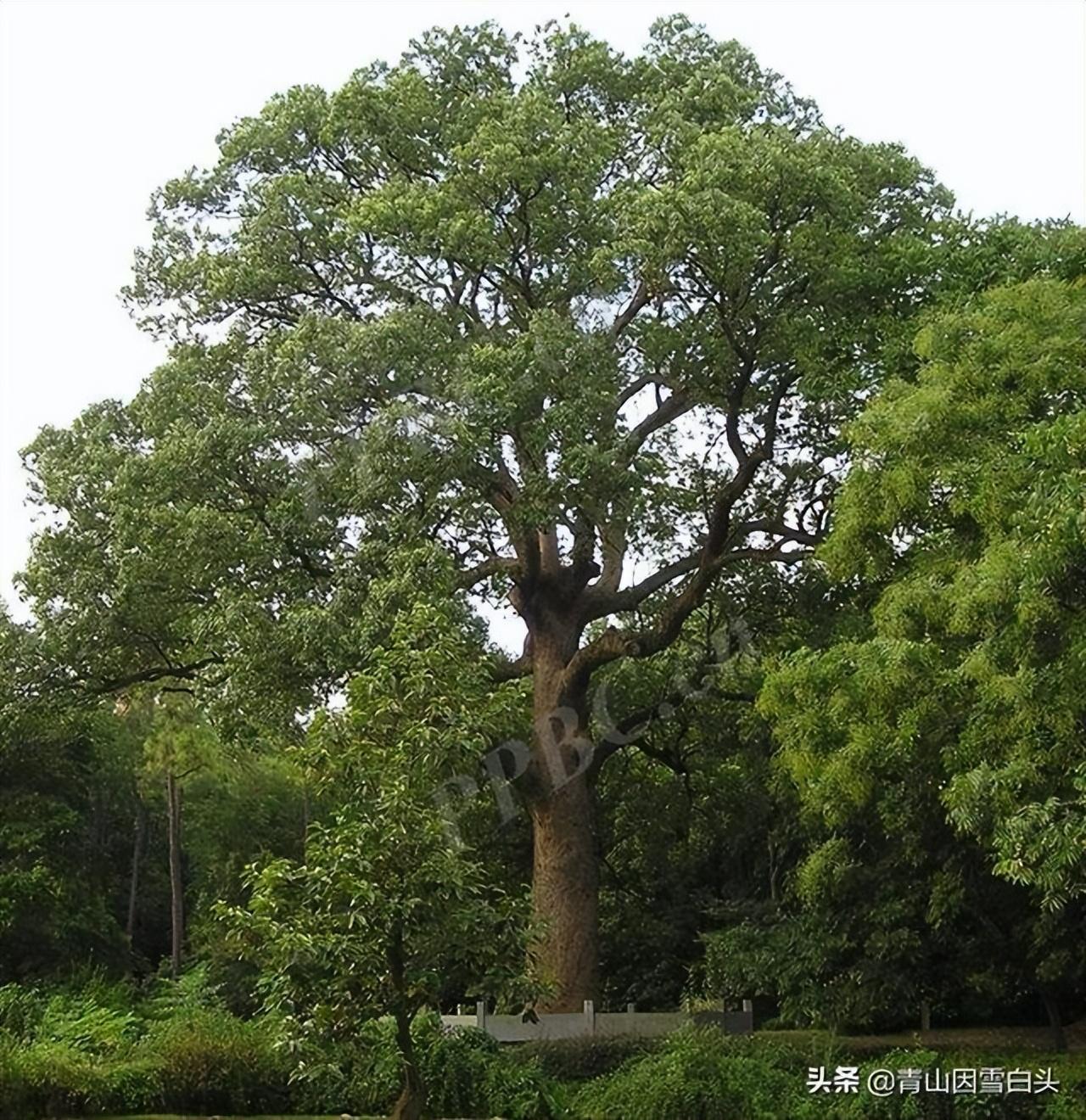 事半功倍的室内植物挑选指南 - 知乎