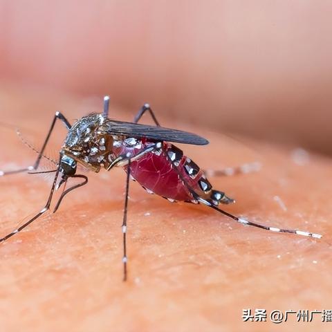 广州黄热病疫苗接种相关长尾关键词有哪些