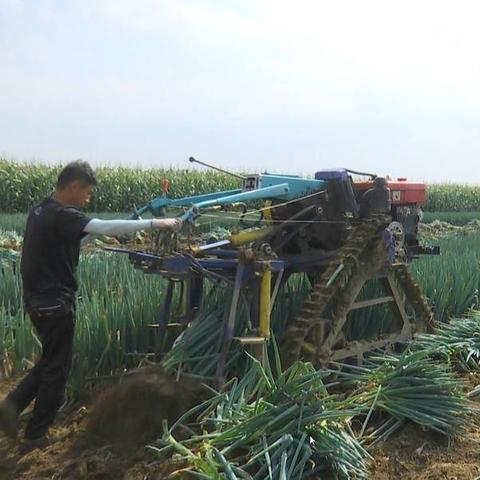 东北大葱收获时间？