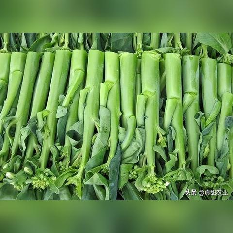 广州市菜价为什么涨价