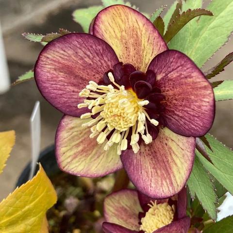 减肥中草药配方大全的长尾关键词有什么