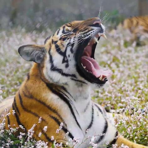 [苏州生殖相博士]长尾关键词有什么