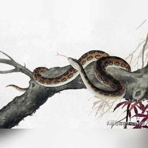 生肖蛇八月运势如何(8月份生肖蛇运势)