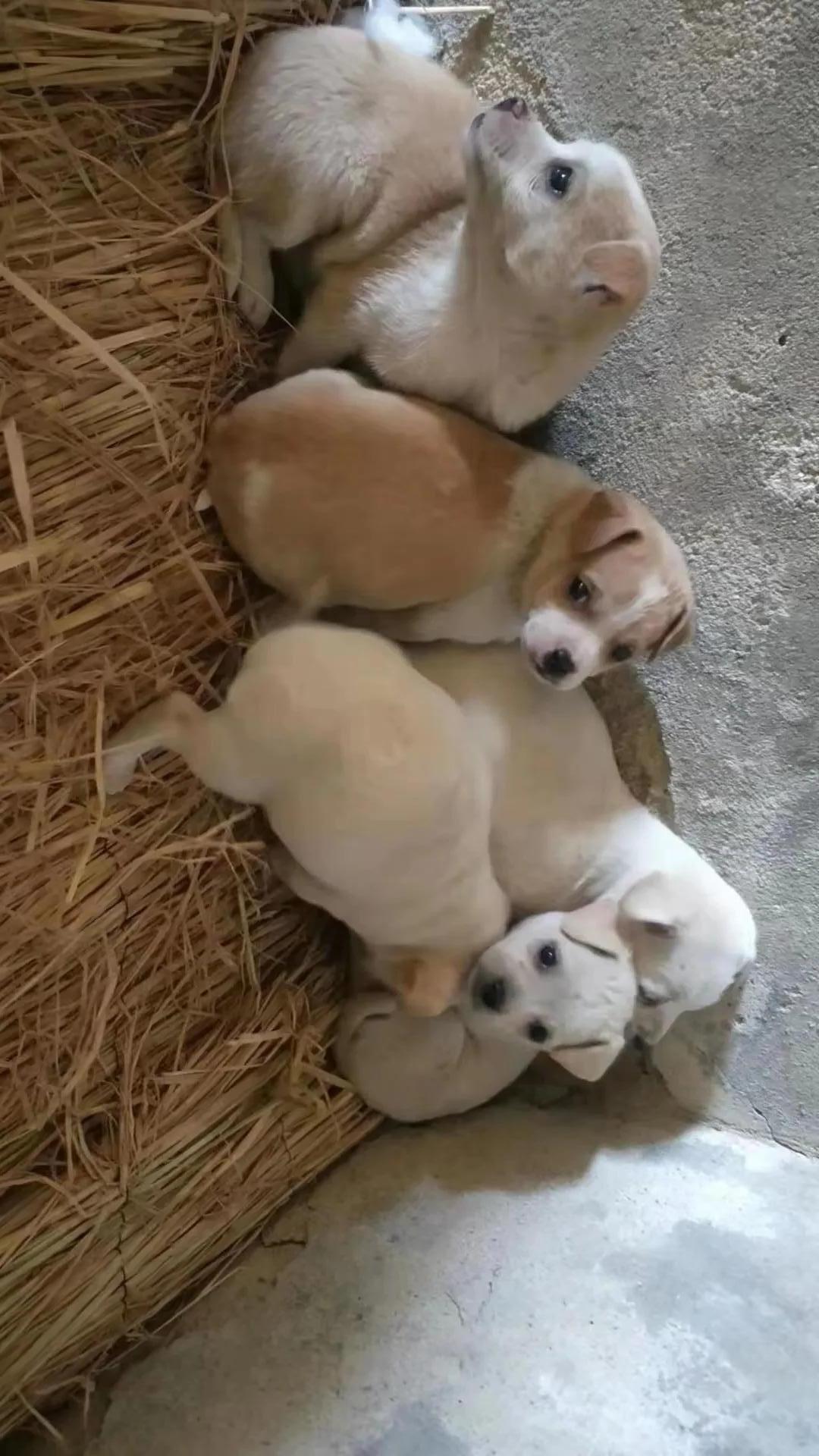 沈阳哪里可以领养狗狗相关长尾关键词有哪些