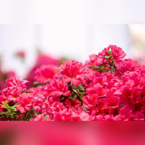 长沙市树和市花是什么