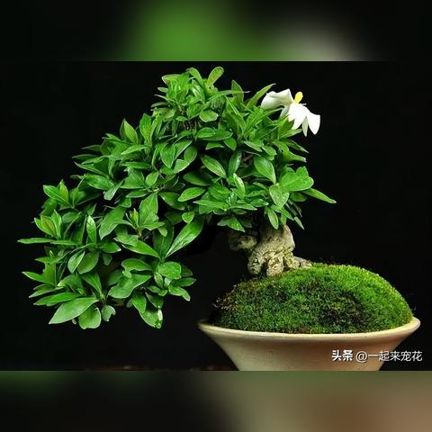 西安居家格调相关长尾关键词有哪些