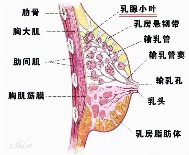 母乳是什么组成的 母乳是什么组成的
