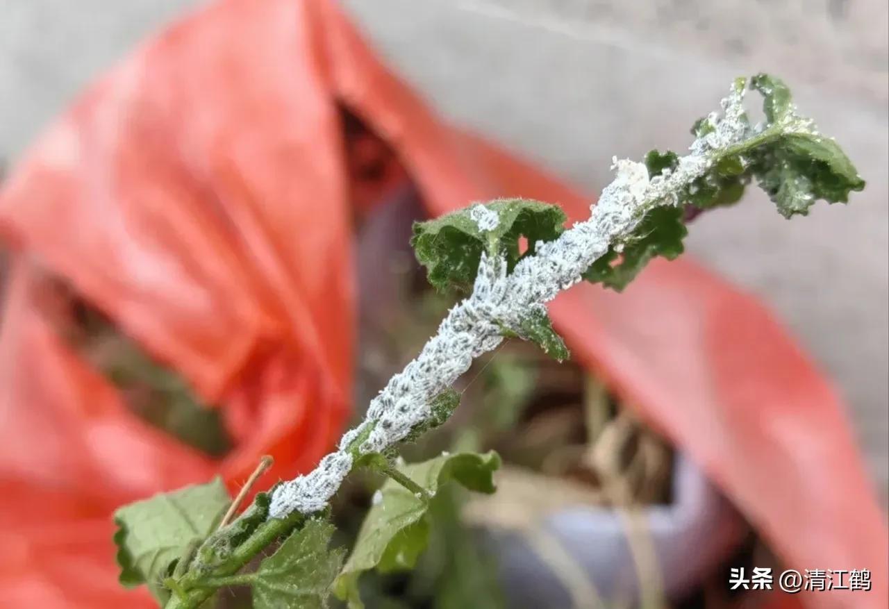 蚧壳虫专用杀虫剂,噻虫嗪杀蚧壳虫效果如何?