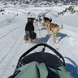 哈尔滨市可以养哪些犬