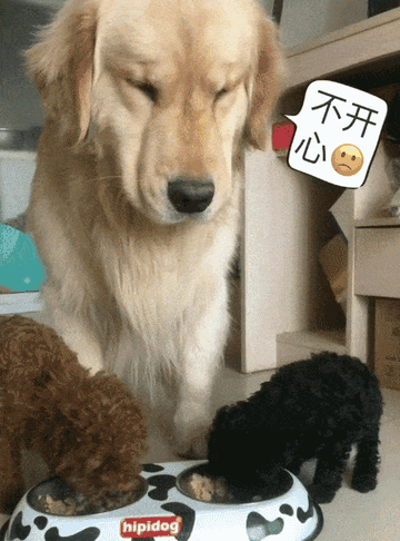 泰迪小色狗搞笑可爱萌萌哒gif