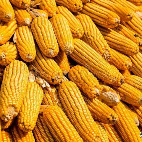 玉米种哈尔滨地区种哪种好？