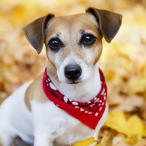 12生肖狗年运势排名(12生肖狗的运势)