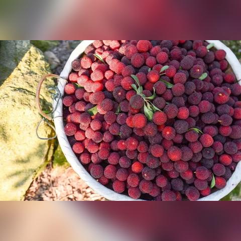 宁波酿酒的相关长尾关键词有哪些