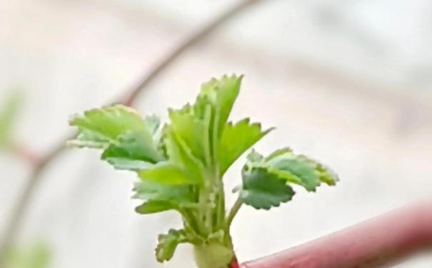 开在心中的花作文关于疫情,散文:在疫情居家的日子,开一朵心花香